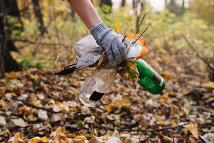 proyecto de reforestación